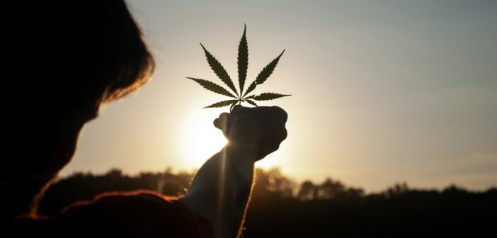 Cannabisblatt im Gegenlicht der Sonne